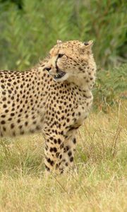 Preview wallpaper cheetah, grass, walk, spotted, big cat