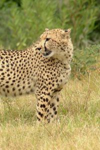 Preview wallpaper cheetah, grass, walk, spotted, big cat