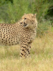 Preview wallpaper cheetah, grass, walk, spotted, big cat