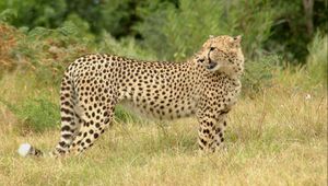 Preview wallpaper cheetah, grass, walk, spotted, big cat