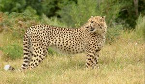 Preview wallpaper cheetah, grass, walk, spotted, big cat