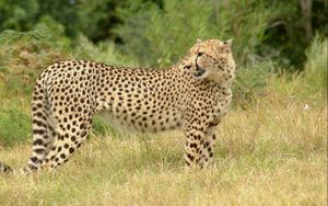 Preview wallpaper cheetah, grass, walk, spotted, big cat