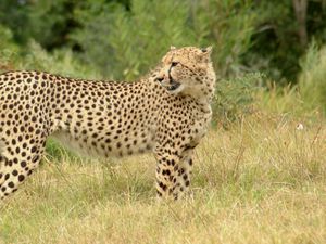 Preview wallpaper cheetah, grass, walk, spotted, big cat