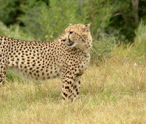 Preview wallpaper cheetah, grass, walk, spotted, big cat