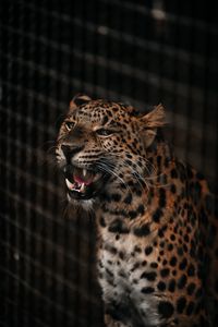 Preview wallpaper cheetah, grin, predator, muzzle, big cat, fangs