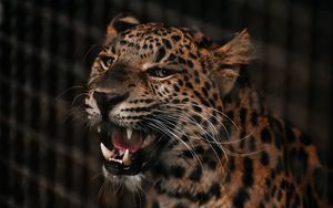 Preview wallpaper cheetah, grin, predator, muzzle, big cat, fangs