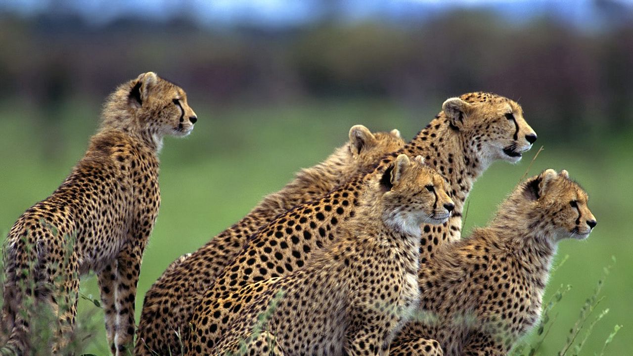 Wallpaper cheetah, herd, lot, walking, hunting, grass