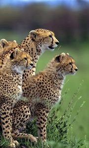 Preview wallpaper cheetah, herd, lot, walking, hunting, grass