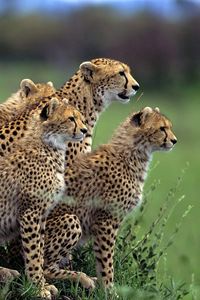 Preview wallpaper cheetah, herd, lot, walking, hunting, grass