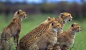 Preview wallpaper cheetah, herd, lot, walking, hunting, grass