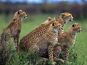 Preview wallpaper cheetah, herd, lot, walking, hunting, grass
