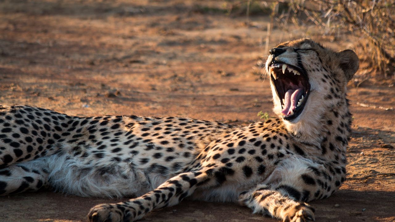 Wallpaper cheetah, jaws, fangs, predator