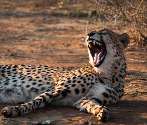 Preview wallpaper cheetah, jaws, fangs, predator