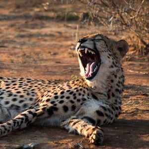Preview wallpaper cheetah, jaws, fangs, predator