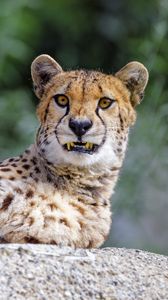 Preview wallpaper cheetah, jaws, fangs, predator, big cat