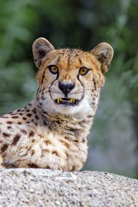 Preview wallpaper cheetah, jaws, fangs, predator, big cat
