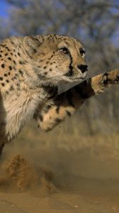 Preview wallpaper cheetah, jump, run, field, grass, dust