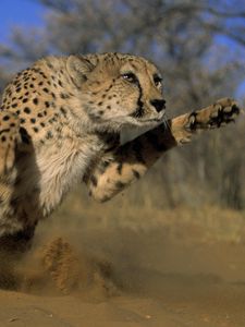 Preview wallpaper cheetah, jump, run, field, grass, dust