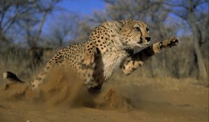Preview wallpaper cheetah, jump, run, field, grass, dust
