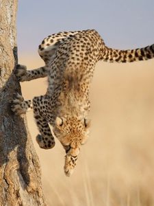 Preview wallpaper cheetah, jump, wood, big cat, hunting