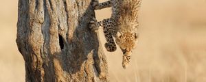 Preview wallpaper cheetah, jump, wood, big cat, hunting