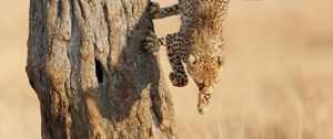 Preview wallpaper cheetah, jump, wood, big cat, hunting