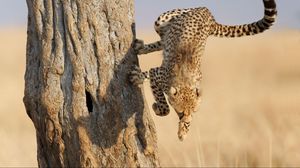 Preview wallpaper cheetah, jump, wood, big cat, hunting