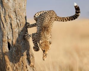 Preview wallpaper cheetah, jump, wood, big cat, hunting