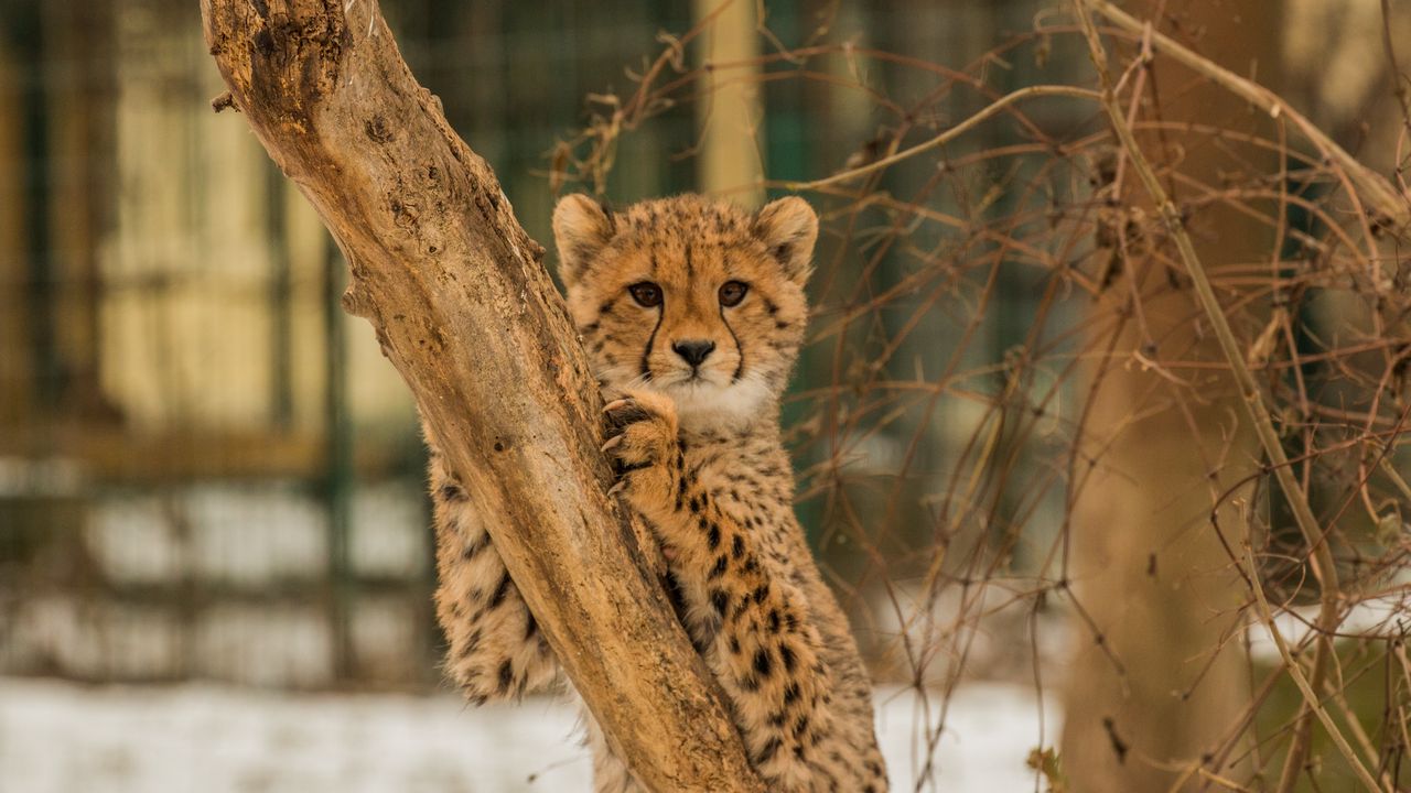 Wallpaper cheetah, kitten, predator, tree