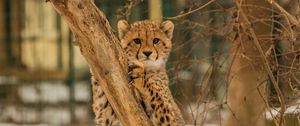Preview wallpaper cheetah, kitten, predator, tree
