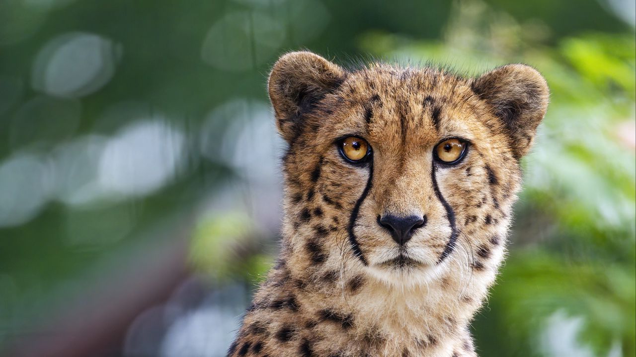 Wallpaper cheetah, leaves, blur, predator