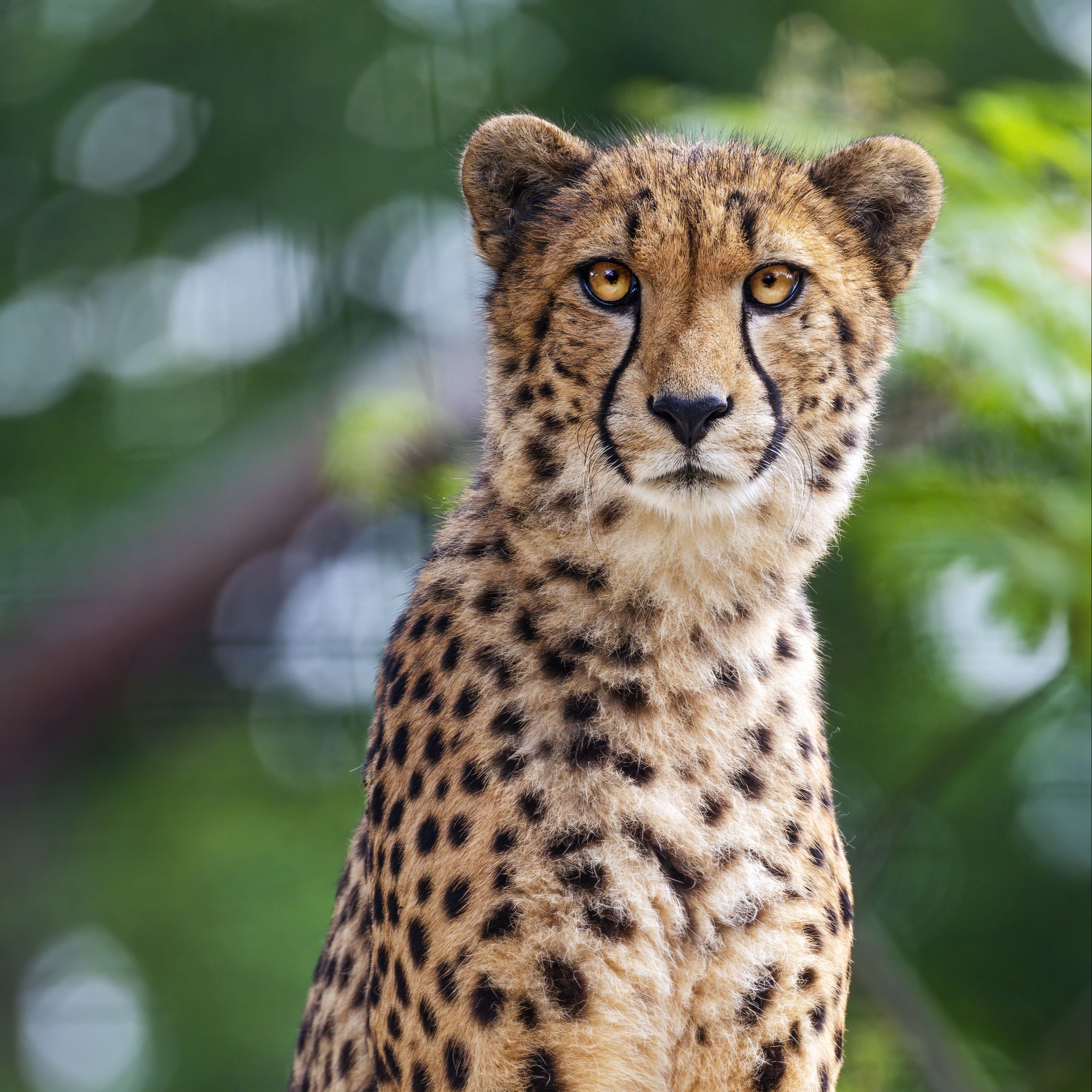 Download wallpaper 2780x2780 cheetah, leaves, blur, predator ipad air ...