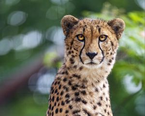 Preview wallpaper cheetah, leaves, blur, predator