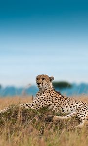 Preview wallpaper cheetah, leisure, leopard, grass, big cat