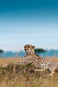 Preview wallpaper cheetah, leisure, leopard, grass, big cat