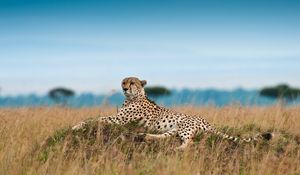 Preview wallpaper cheetah, leisure, leopard, grass, big cat