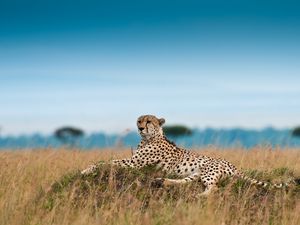 Preview wallpaper cheetah, leisure, leopard, grass, big cat