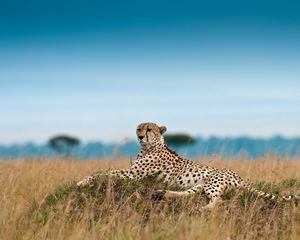 Preview wallpaper cheetah, leisure, leopard, grass, big cat