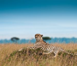 Preview wallpaper cheetah, leisure, leopard, grass, big cat