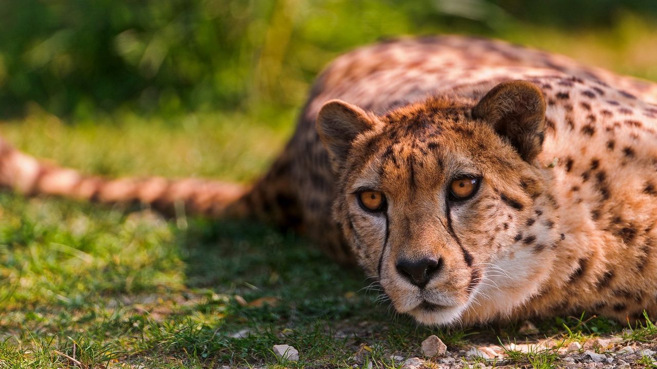 Wallpaper cheetah, lie, predator