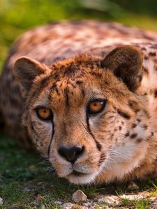 Preview wallpaper cheetah, lie, predator