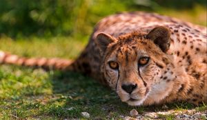 Preview wallpaper cheetah, lie, predator