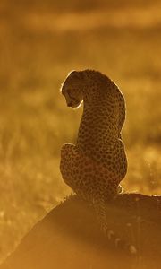 Preview wallpaper cheetah, light, sunset, stone, grass, sit