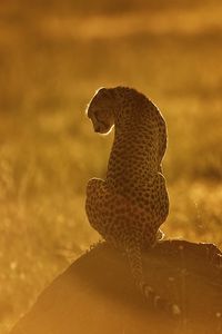 Preview wallpaper cheetah, light, sunset, stone, grass, sit