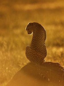 Preview wallpaper cheetah, light, sunset, stone, grass, sit