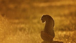 Preview wallpaper cheetah, light, sunset, stone, grass, sit