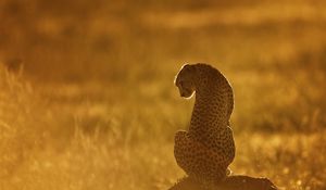 Preview wallpaper cheetah, light, sunset, stone, grass, sit