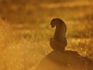 Preview wallpaper cheetah, light, sunset, stone, grass, sit