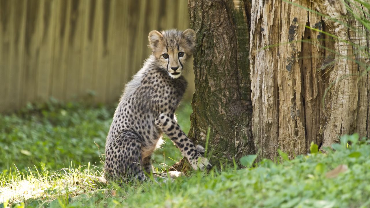 Wallpaper cheetah, little cat, cute, funny