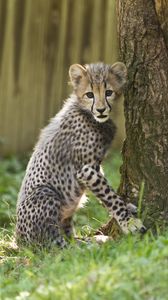 Preview wallpaper cheetah, little cat, cute, funny